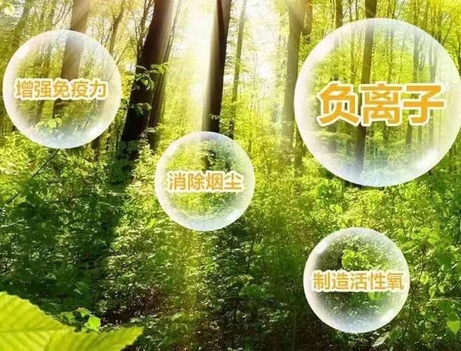 負(fù)氧離子森林.jpg