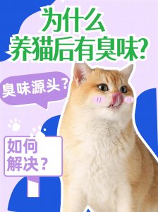 養(yǎng)貓后為什么有臭味？源頭在哪？如何解決？